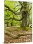 Gnarly Old Beeches in a Former Pastoral Forest in Early Spring, Kellerwald, Hessen, Germany-Andreas Vitting-Mounted Photographic Print