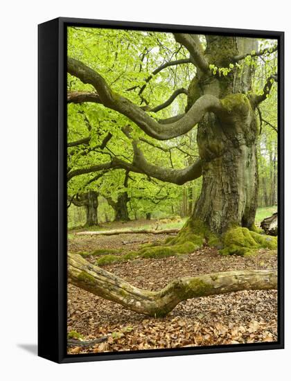 Gnarly Old Beeches in a Former Pastoral Forest in Early Spring, Kellerwald, Hessen, Germany-Andreas Vitting-Framed Stretched Canvas