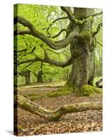 Gnarly Old Beeches in a Former Pastoral Forest in Early Spring, Kellerwald, Hessen, Germany-Andreas Vitting-Stretched Canvas