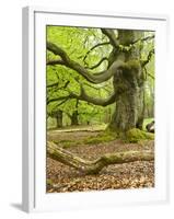 Gnarly Old Beeches in a Former Pastoral Forest in Early Spring, Kellerwald, Hessen, Germany-Andreas Vitting-Framed Photographic Print