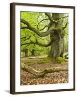 Gnarly Old Beeches in a Former Pastoral Forest in Early Spring, Kellerwald, Hessen, Germany-Andreas Vitting-Framed Photographic Print