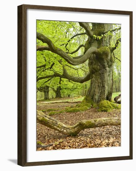 Gnarly Old Beeches in a Former Pastoral Forest in Early Spring, Kellerwald, Hessen, Germany-Andreas Vitting-Framed Photographic Print