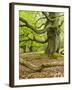 Gnarly Old Beeches in a Former Pastoral Forest in Early Spring, Kellerwald, Hessen, Germany-Andreas Vitting-Framed Photographic Print