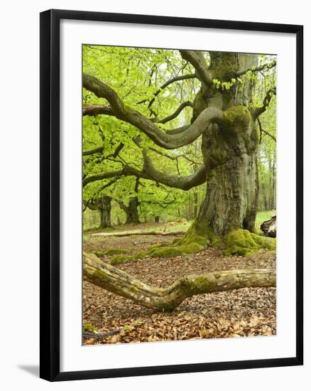 Gnarly Old Beeches in a Former Pastoral Forest in Early Spring, Kellerwald, Hessen, Germany-Andreas Vitting-Framed Photographic Print