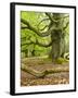 Gnarly Old Beeches in a Former Pastoral Forest in Early Spring, Kellerwald, Hessen, Germany-Andreas Vitting-Framed Photographic Print