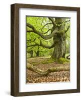 Gnarly Old Beeches in a Former Pastoral Forest in Early Spring, Kellerwald, Hessen, Germany-Andreas Vitting-Framed Photographic Print