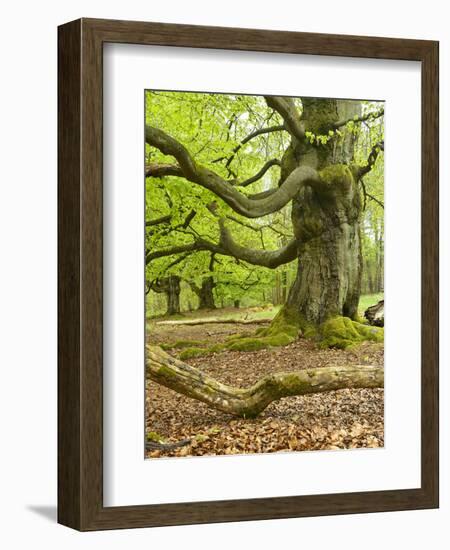 Gnarly Old Beeches in a Former Pastoral Forest in Early Spring, Kellerwald, Hessen, Germany-Andreas Vitting-Framed Photographic Print