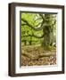 Gnarly Old Beeches in a Former Pastoral Forest in Early Spring, Kellerwald, Hessen, Germany-Andreas Vitting-Framed Photographic Print