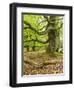 Gnarly Old Beeches in a Former Pastoral Forest in Early Spring, Kellerwald, Hessen, Germany-Andreas Vitting-Framed Photographic Print