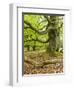 Gnarly Old Beeches in a Former Pastoral Forest in Early Spring, Kellerwald, Hessen, Germany-Andreas Vitting-Framed Photographic Print