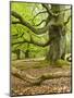 Gnarly Old Beeches in a Former Pastoral Forest in Early Spring, Kellerwald, Hessen, Germany-Andreas Vitting-Mounted Photographic Print