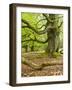 Gnarly Old Beeches in a Former Pastoral Forest in Early Spring, Kellerwald, Hessen, Germany-Andreas Vitting-Framed Photographic Print