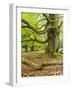 Gnarly Old Beeches in a Former Pastoral Forest in Early Spring, Kellerwald, Hessen, Germany-Andreas Vitting-Framed Photographic Print