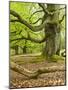 Gnarly Old Beeches in a Former Pastoral Forest in Early Spring, Kellerwald, Hessen, Germany-Andreas Vitting-Mounted Photographic Print