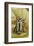 Gnathocera Bilineata (Flower Beetle)-Paul Starosta-Framed Photographic Print