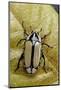 Gnathocera Bilineata (Flower Beetle)-Paul Starosta-Mounted Photographic Print