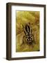 Gnathocera Impressa (Flower Beetle)-Paul Starosta-Framed Photographic Print