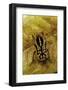 Gnathocera Impressa (Flower Beetle)-Paul Starosta-Framed Photographic Print