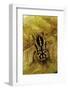 Gnathocera Impressa (Flower Beetle)-Paul Starosta-Framed Photographic Print