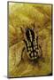 Gnathocera Impressa (Flower Beetle)-Paul Starosta-Mounted Photographic Print