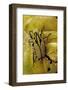 Gnathocera Triviattata Triviattata (Flower Beetle)-Paul Starosta-Framed Photographic Print