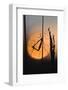 Gnats, Stalk, Mating, Silhouette, Sunrise-Harald Kroiss-Framed Photographic Print