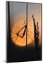 Gnats, Stalk, Mating, Silhouette, Sunrise-Harald Kroiss-Mounted Photographic Print
