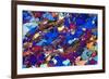 Gneiss, Thin Section, Polarised LM-PASIEKA-Framed Photographic Print