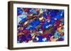 Gneiss, Thin Section, Polarised LM-PASIEKA-Framed Photographic Print