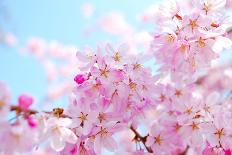 Japanese Cherry Blossoms-gnohz-Mounted Photographic Print