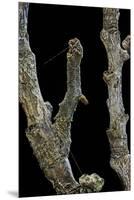 Gnophos Sp. (Annulet) - Caterpillar or Inchworm Camouflaged on Twig-Paul Starosta-Mounted Premium Photographic Print