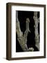 Gnophos Sp. (Annulet) - Caterpillar or Inchworm Camouflaged on Twig-Paul Starosta-Framed Photographic Print