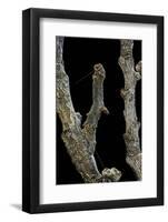 Gnophos Sp. (Annulet) - Caterpillar or Inchworm Camouflaged on Twig-Paul Starosta-Framed Photographic Print