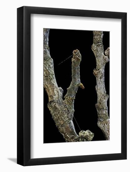 Gnophos Sp. (Annulet) - Caterpillar or Inchworm Camouflaged on Twig-Paul Starosta-Framed Photographic Print