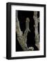 Gnophos Sp. (Annulet) - Caterpillar or Inchworm Camouflaged on Twig-Paul Starosta-Framed Photographic Print