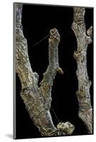 Gnophos Sp. (Annulet) - Caterpillar or Inchworm Camouflaged on Twig-Paul Starosta-Mounted Photographic Print