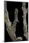 Gnophos Sp. (Annulet) - Caterpillar or Inchworm Camouflaged on Twig-Paul Starosta-Mounted Photographic Print