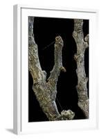 Gnophos Sp. (Annulet) - Caterpillar or Inchworm Camouflaged on Twig-Paul Starosta-Framed Photographic Print