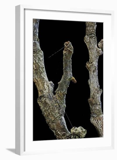 Gnophos Sp. (Annulet) - Caterpillar or Inchworm Camouflaged on Twig-Paul Starosta-Framed Photographic Print