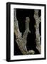 Gnophos Sp. (Annulet) - Caterpillar or Inchworm Camouflaged on Twig-Paul Starosta-Framed Photographic Print