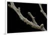 Gnophos Sp. (Annulet) - Caterpillar or Inchworm Camouflaged on Twig-Paul Starosta-Framed Photographic Print