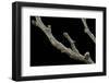 Gnophos Sp. (Annulet) - Caterpillar or Inchworm Camouflaged on Twig-Paul Starosta-Framed Photographic Print