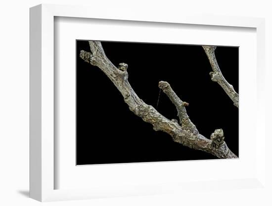 Gnophos Sp. (Annulet) - Caterpillar or Inchworm Camouflaged on Twig-Paul Starosta-Framed Photographic Print