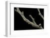 Gnophos Sp. (Annulet) - Caterpillar or Inchworm Camouflaged on Twig-Paul Starosta-Framed Photographic Print