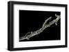 Gnophos Sp. (Annulet) - Caterpillar or Inchworm Camouflaged on Twig-Paul Starosta-Framed Photographic Print