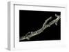 Gnophos Sp. (Annulet) - Caterpillar or Inchworm Camouflaged on Twig-Paul Starosta-Framed Photographic Print