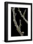 Gnophos Sp. (Annulet) - Caterpillar or Inchworm Camouflaged on Twig-Paul Starosta-Framed Photographic Print