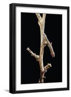 Gnophos Sp. (Annulet) - Caterpillar or Inchworm Camouflaged on Twig-Paul Starosta-Framed Photographic Print