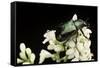 Gnorimus Nobilis (Noble Chafer)-Paul Starosta-Framed Stretched Canvas