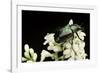 Gnorimus Nobilis (Noble Chafer)-Paul Starosta-Framed Photographic Print